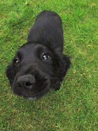 poppy sprocker spaniel