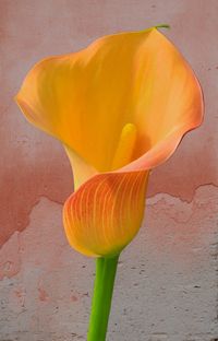 Orange Calla Lily Floral Print Calla Lily Against Stone Wall - Etsy