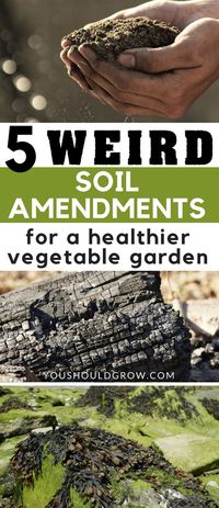 Organic Vegetable Gardening Tips: All of these soil additives can be mixed into your soil or even added to your compost pile. Using these items in your garden might seem weird, but they offer many benefits for improving soil in vegetable gardens.