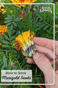 Learn how to collect and store seeds from marigold flowers!