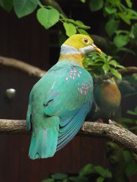 Pink-spotted Fruit-dove (Ptilinopus perlatus perlatus) at Weltvogelpark Walsrode - June 2016 - ZooChat