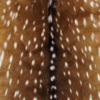 Genuine Axis Deer Hair on Hide. These stunning deer hides measure approximately 30' x 40'; 7-9 square feet for upholstery purposes. Sold by the full hide only. Browse some of our Axis upholstered furniture and decor for inspirational ideas.