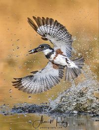 Megaceryle alcyon: Common along North America’s streams and shorelines.