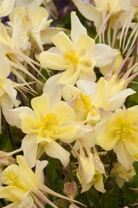 Origami Yellow Columbine - Monrovia - Extra-large yellow flowers are held upright on compact plants. Cheery color for informal woodland gardens and formal mixed borders and containers. Tolerates a wide range of soil as long as it is well drained. Herbaceous perennial.