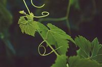 Grape Vine Pictures | Download Free Images on Unsplash