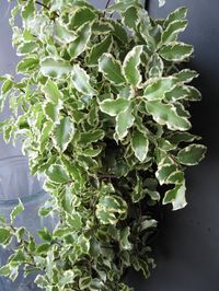 variegated pittosporum