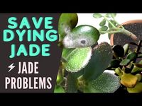 Jade Plant do have some problems and Pests. Let’s review some care tips to save your dying Crassula ovata.