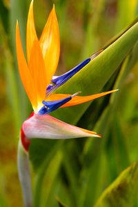 If you are growing bird of paradise, the tropical flowering plant, you'll need to know how to care for it during the winter months. These plants are not cold hardy, but with some extra care they can survive the winter. Learn how to overwinter bird of paradise now on Gardener's Path. #birdofparadise #winter #gardenerspath