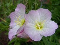 Kuningakepp oivaline ''VECHERNJAJA ROZA'' Oenothera speciosa