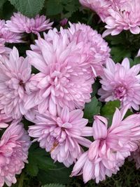 #chrysanthemum #pink #flowers #nature