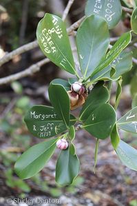 Florida Native Plant Society (FNPS)