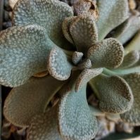 Aloinopsis rosulatum (This plant comes in a 3.5" pot. You will receive a very similar plant to the one in the picture. It may or may not be blooming at the time of your purchase. The plant is shipped in its pot to prevent any damage to the roots). Some of the information in this description has been found at desert-tropicals.com, llifle.com and cactus-art.biz