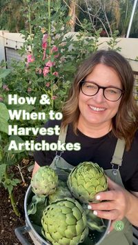 It’s that time of year again! Artichoke season is in full swing. Don’t let harvesting and savoring this vegetable overwhelm you. ⁣ ⁣ I generally harvest the larger artichokes and let the smaller ones blossom into beautiful flowers. ⁣ ⁣ Are you growing artichokes this year?⁣ ⁣⁣ #howtogrowyourownfood #growinginthegarden #gardeningtips #vegetablegarden #artichoke #organicgarden #desertgarden #arizonagarden