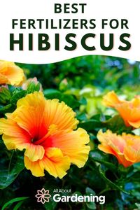 Are you growing hibiscus around your home, or in your garden? Finding the right fertilizer to feed your hibiscus can be challenging due to the number of options available. Here we will go over our favorites and why! Come check it out!