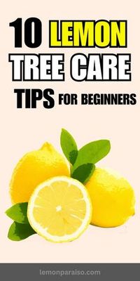 Simplify your lemon tree care routine with beginner-friendly advice. From soil selection to fertilization, get your lemon tree off to a great start.