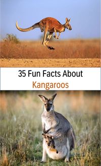 Over 35 amazing fun facts about Kangaroos, 25 fun facts about Kangaroos for kids, plus learn more about where they live, what they eat, what they do, and so much more! #funfacts #kangaroos