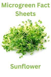 All about Sunflower Microgreens nutrition and health benefits