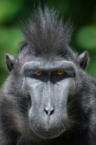 Kato - Sulawesi Crested Black Macaque @ Durrell Wildlife Conservation Trust