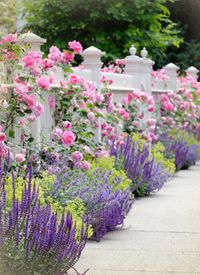 Pink climbing roses, lavender, white fence.