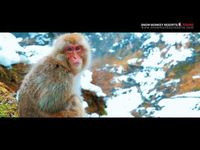 Highlights Visit the world-famous Jigokudani Snow Monkey Park and learn all about what makes the resident monkeys so unique Explore Zenko-ji, one of Japan’s oldest and most important Buddhist temples…