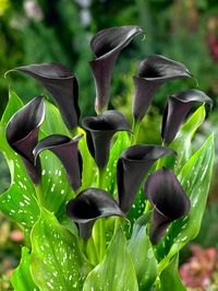 Calla Lily Captain Carrera | DutchGrown™