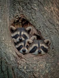 Funny Raccoon Pictures to Make You Smile Today