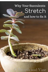 Learn what you can do to fix a stretched succulent plant and how to prevent it in the future.