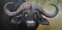 African water buffalo