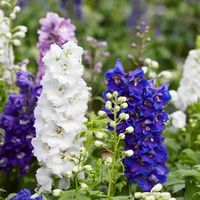 Delphinium Pacific Giants Mixed Colors