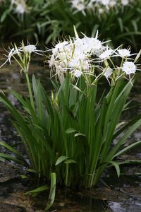 spider lily plant - Brave Search