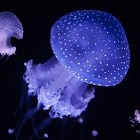 Australian spotted jellyfish