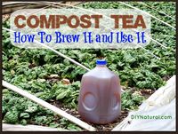 The Secrets to Making Great Compost Tea