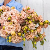 Voyage 2 Light Apricot - Pelleted (F1) Lisianthus | Johnny's Selected Seeds