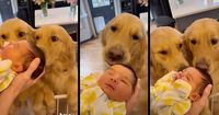 Viral Golden Retrievers Melt TikTokers' Hearts When they Meet Their Newborn Human Baby Sister for the First Time