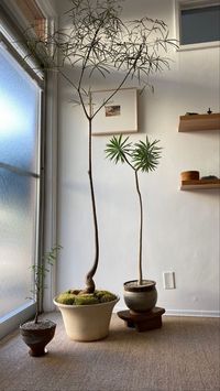 PH: Crystal Voyager Showroom. The plants are from left to right: Operculicarya decaryi, Brachychiton rupestris, Euphorbia balsamifera