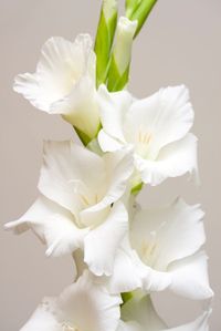 WHITE GLADIOLAS PICS | white gladiolus (Victorian meaning: "generosity; I'm sincere")