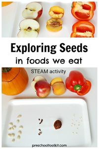 Exploring seeds in foods we eat preschool activity #healthandfitnesstheme #preschool #earlylearning #pre-k, #preschoolscience #homeschoolpreschool #preschoolSTEAM #STEAM #gardeningtheme #foodtheme