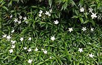 Tabernaemontana divaricata - Wikipedia