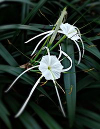 Spider Lily (Hymenocallis littoralis) [OC] [1246x1611]