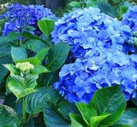 Toss a few pennies in the soil to turn hydrangeas blue