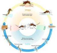 How Long do Mosquitos Live (Life Cycle of a Mosquito) - Global Information247