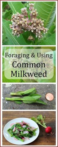 How to forage for common milkweed, with great photos for identification. Covers which parts are edible, and gives recipe for milkweed shoot and radish salad.