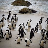 Pinguine Boulders Beach, Kapstadt, Südafrika