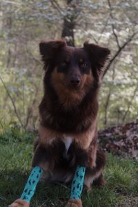 Australian shepherd border collie mix working dog