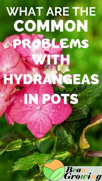 Most common problems with hydrangeas in pots are: Poor drainage, Lack of water and Insufficient sunlight. They are spectacular looking plants