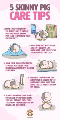 Skinny pigs are sometimes called hairless or furless guinea pigs. Hairless guinea pigs, and their iconic look has gotten them a lot of attention. It’s worth getting to know a bit about this unique variety of guinea pig, especially if you are looking to have a skinny pig join your family! These 5 care tips will help you to if you have or are planning to have a skinny piggy. 😊 Check out our blog to learn more about this. 💡