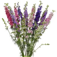 Make perfect summertime arrangements with Larkspur Farm Mixes. Larkspur are the ideal summer flower, with multiple, star-shaped blooms that run along their long stems. This mix includes a wide range of colors, from hot pink to purple and from white to lavender; you will receive a random mix of these stunning colors based on availability. Use this pack to create wildflower-inspired weddings, or for simple rustic centerpieces.