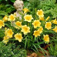 Reblooming Daylily Stella D'Oro, Hemerocallis