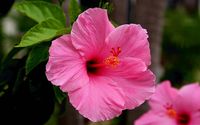 HIBISCUS CAPE CORAL