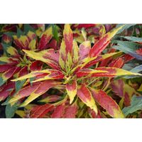 Amaranthus 'Tricolor Perfecta' - 20+ Seeds. Grown for its stunning display of red, yellow, green and chocolate coloured foliage/leaves. A colourful addition to any garden during the warmer months Perfecta Amaranthus Tricolor is a popular annual foliage plant. Known as Summer Poinsettia, Joseph's Coat, and Tampala, Amaranthus Perfecta can be easily started from seeds, and this Amaranthus forms tall, narrow sturdy columns that have dark green, bronze leaves below a dense packed yellow and red foli